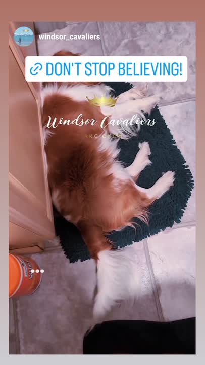 Cavalier King Charles Spaniel stud dog video